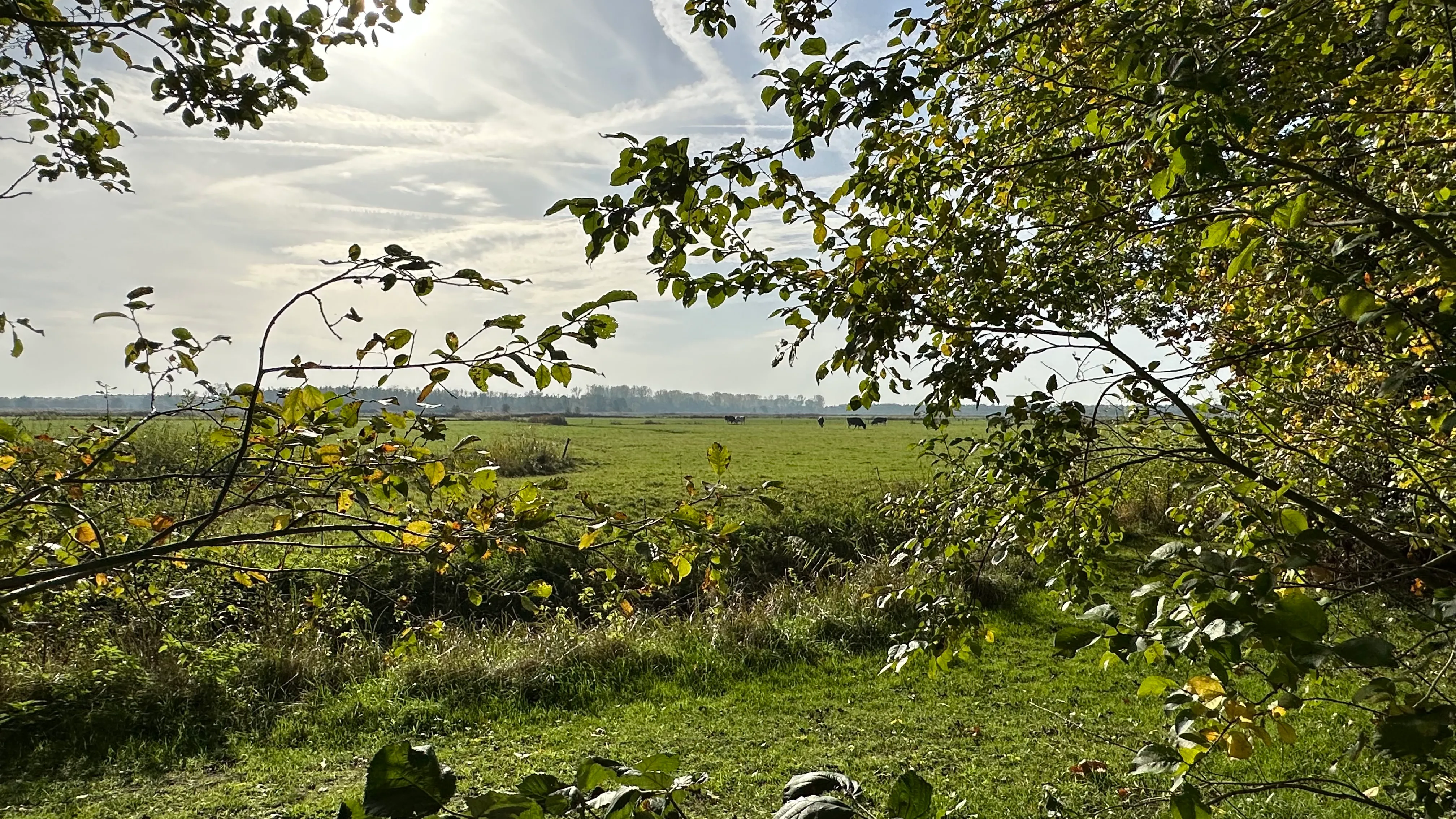 Weide en natuur vlak bij het Veluwemeer